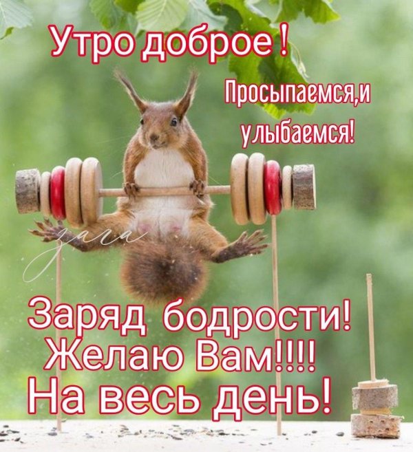 накаченная белка