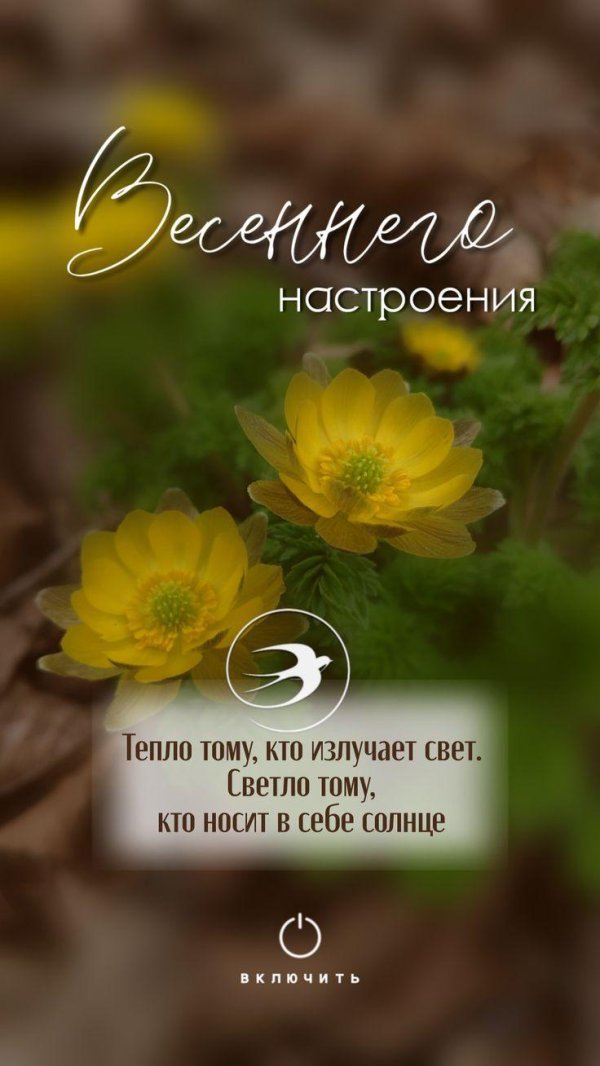 адонис амурский