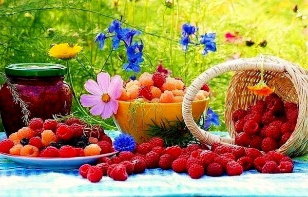 летнего утра