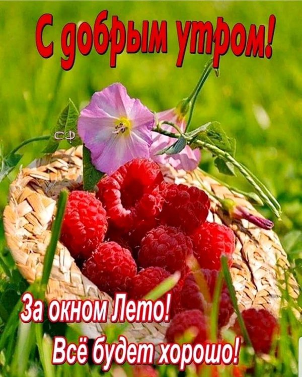 летнее утро доброе