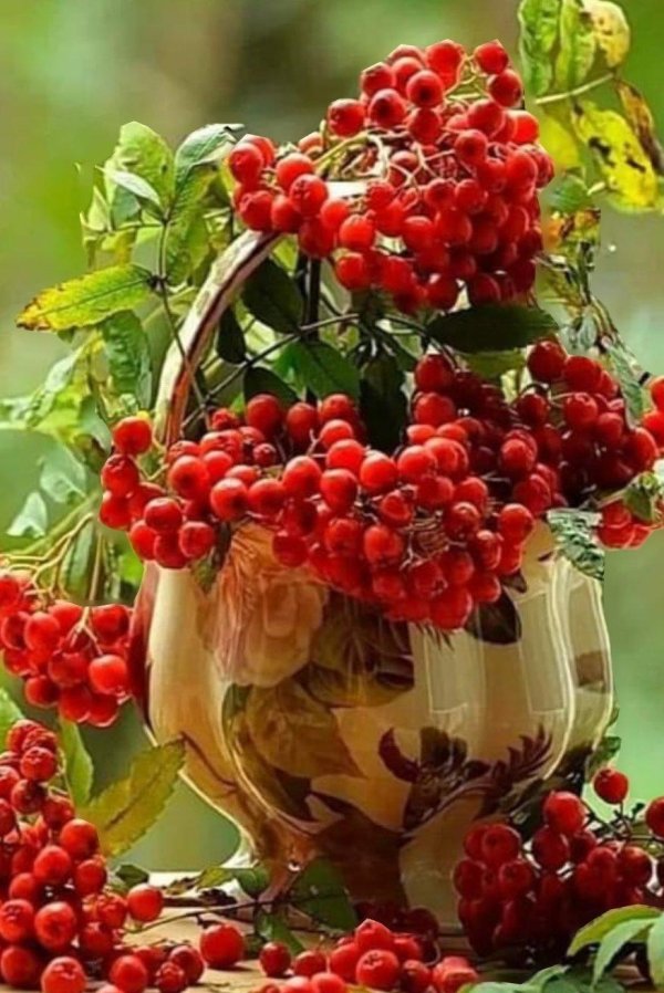 рябина калина