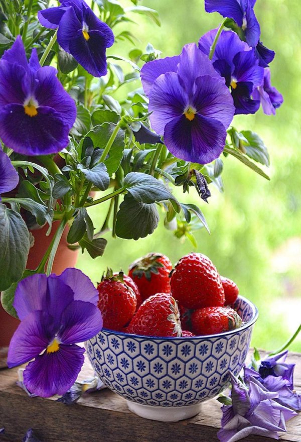 летние цветы