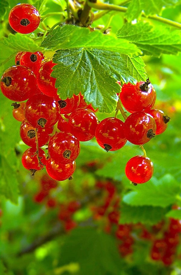 красная смородина