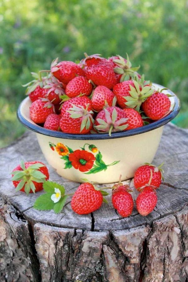 клубника сорт