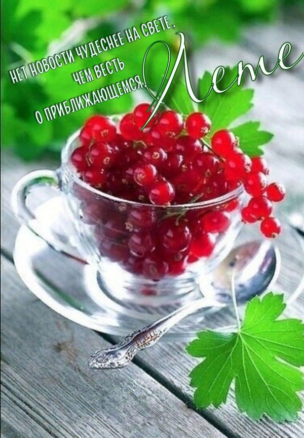 красная смородина