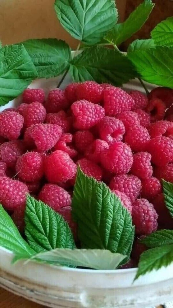 куст малина