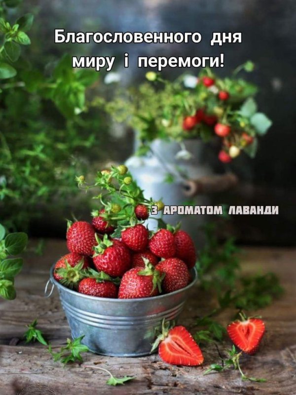 земляника вима занта