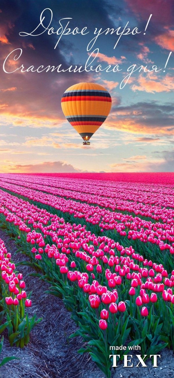 тюльпановое поле