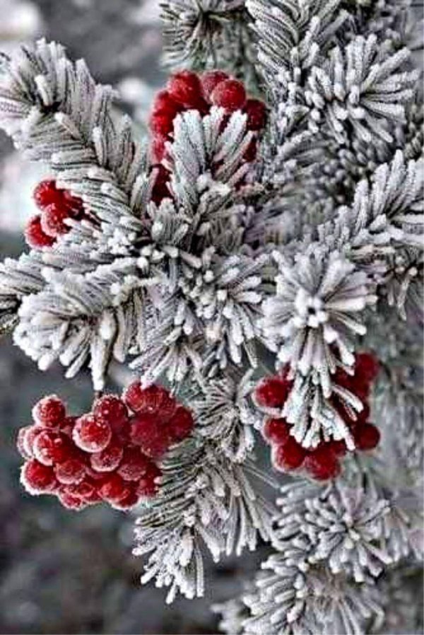 природа зимняя