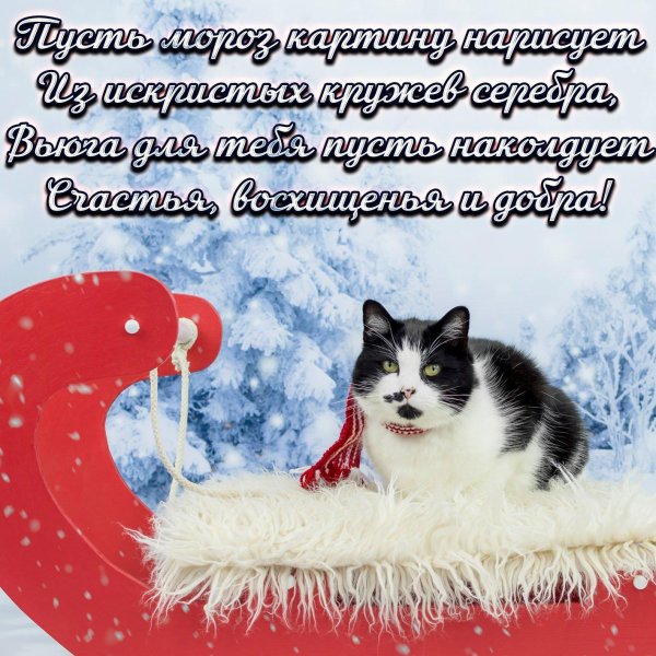 кот новый год