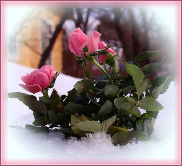 роза на снегу