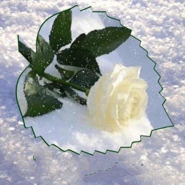 белые розы зимой