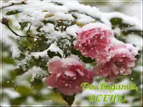 цветок в снегу