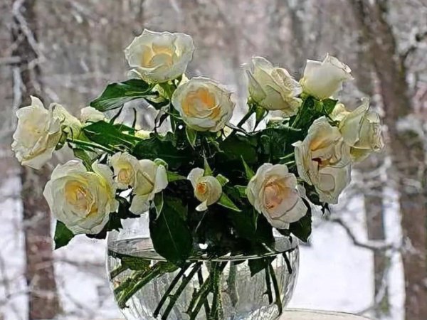 букет роз зимой