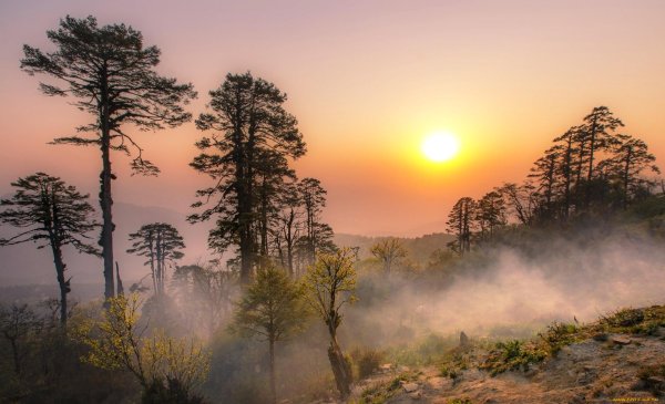 туманные пейзажи