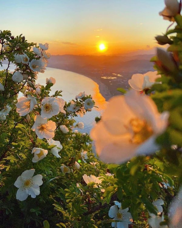 белый шиповник