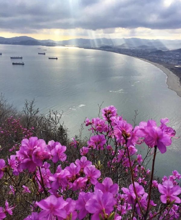 рододендрон даурский байкал