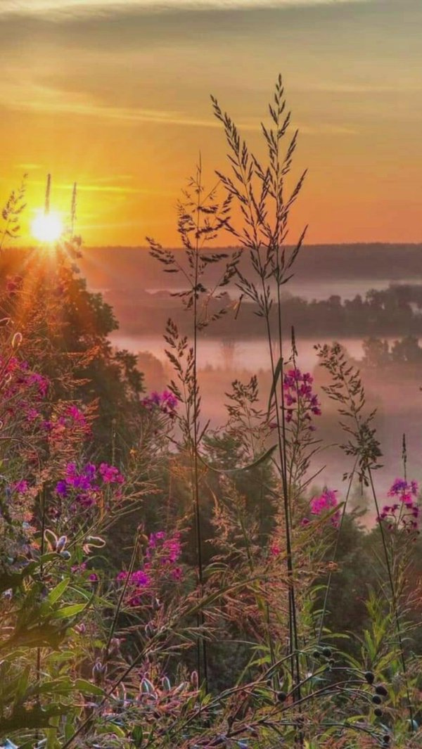 иван чай кипрей