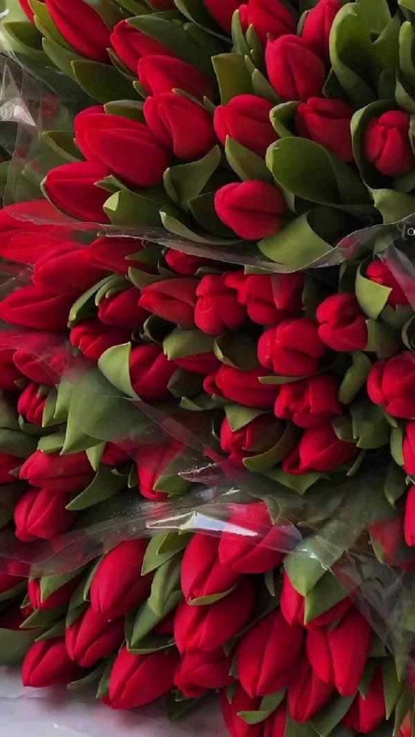 цветок тюльпан