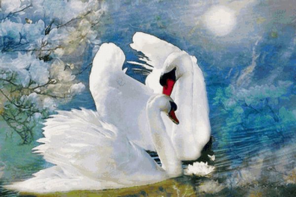 любовь лебедей