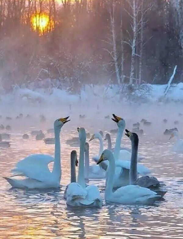 лебединый заказник алтайский край