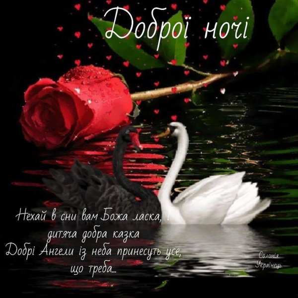 Доброе утро с лебедями