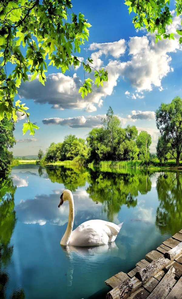 пейзаж с прудом