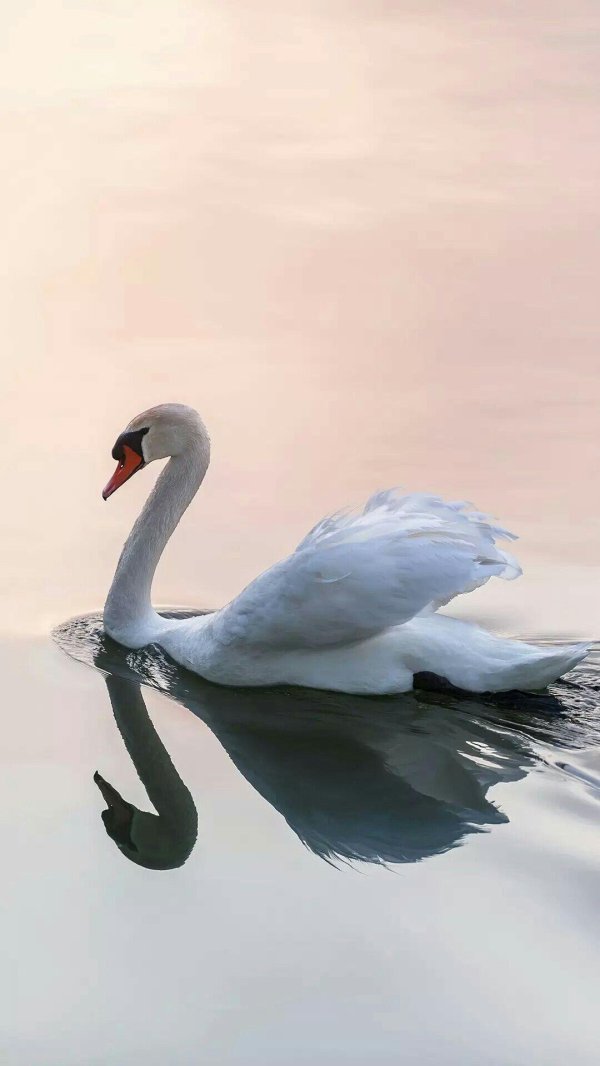 птица лебедь