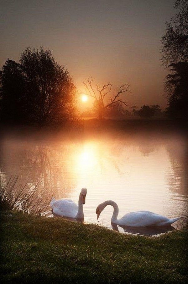 лебедушка лебединое озеро