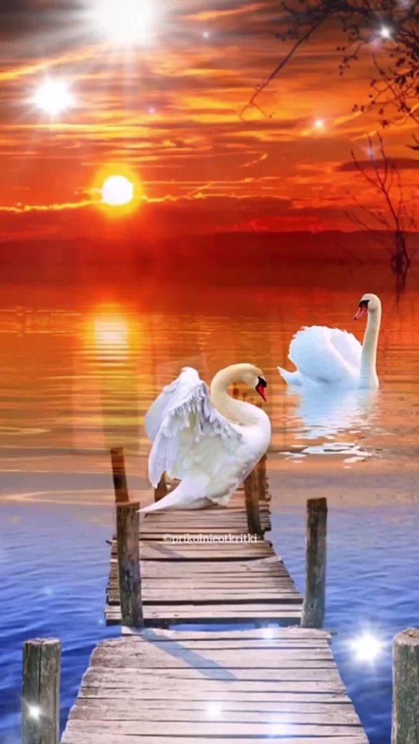 красивые пейзажи с лебедями