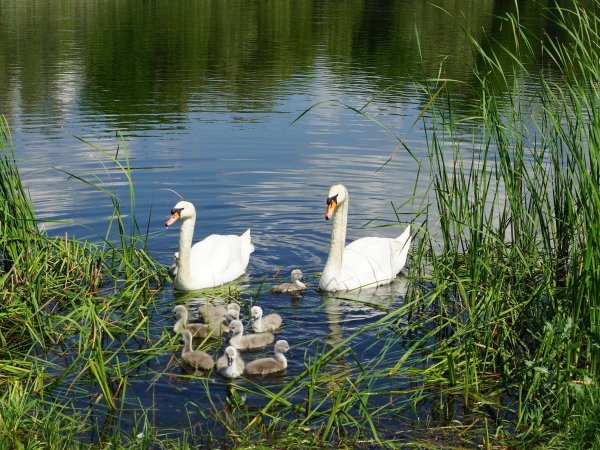 озеро лебединое выборгский район