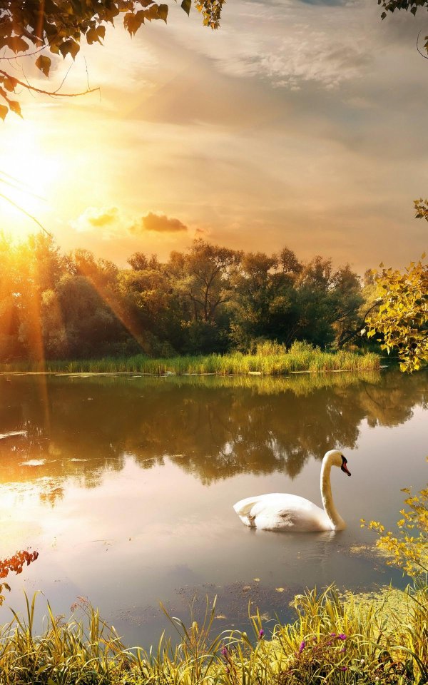 озеро лебедь