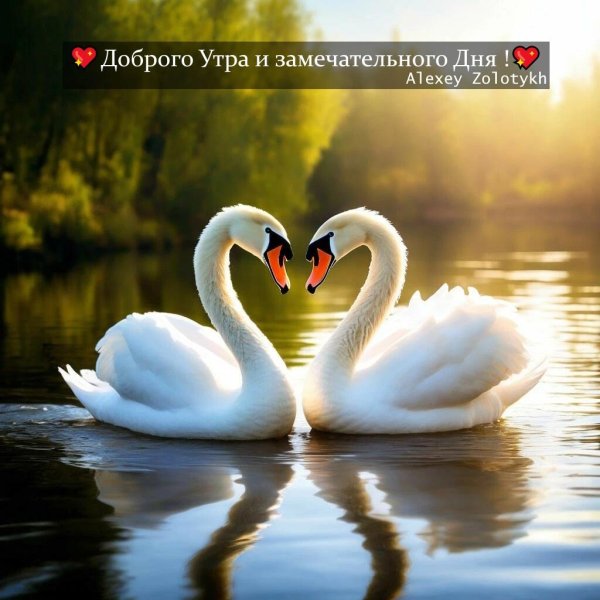 пара лебедей