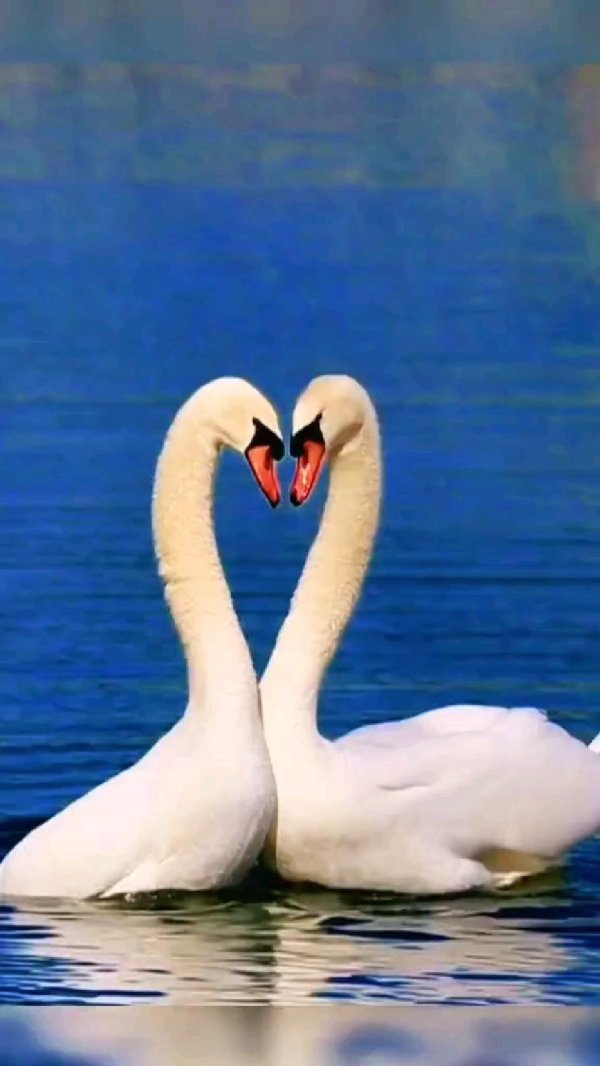 птица лебедь