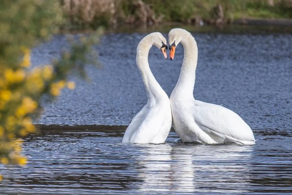 любовь лебедей