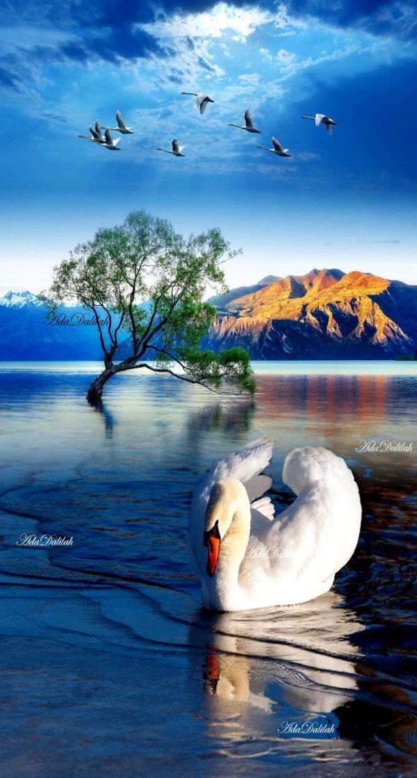 пара лебедей