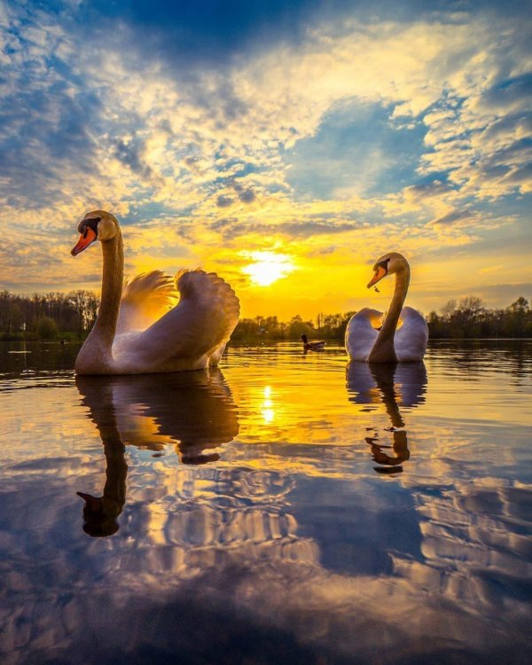 доброе утро лебеди