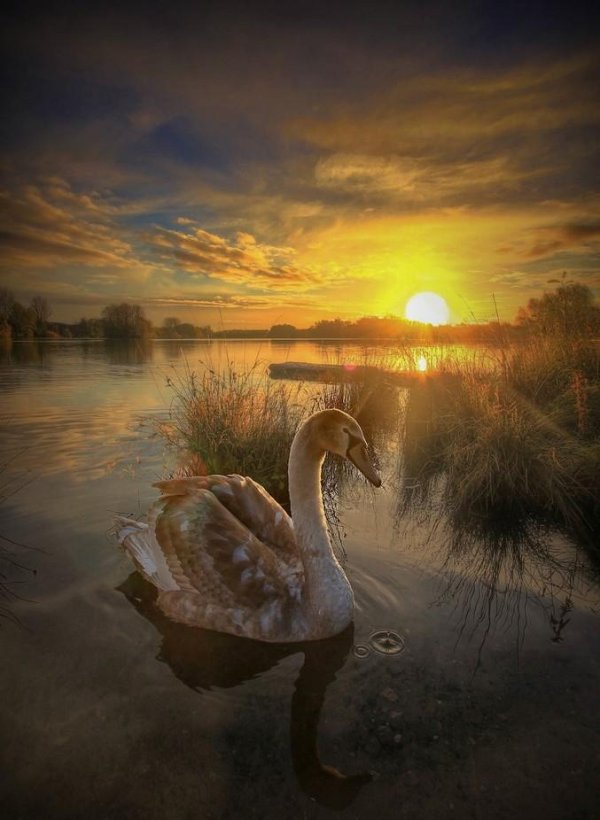 лебеди красивые