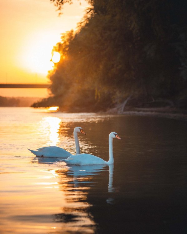 озеро лебедь