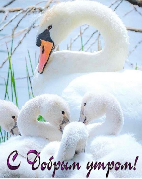 доброе утро лебеди