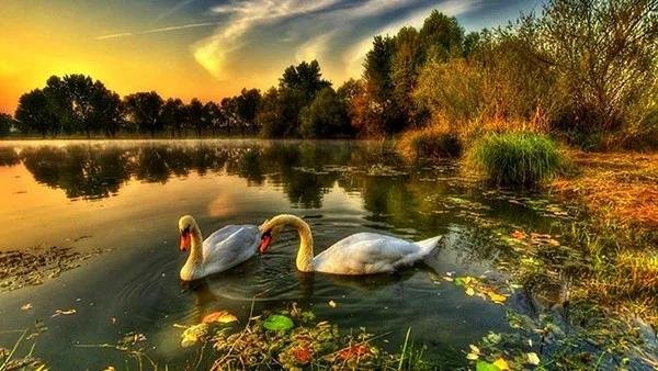 пейзаж с лебедями