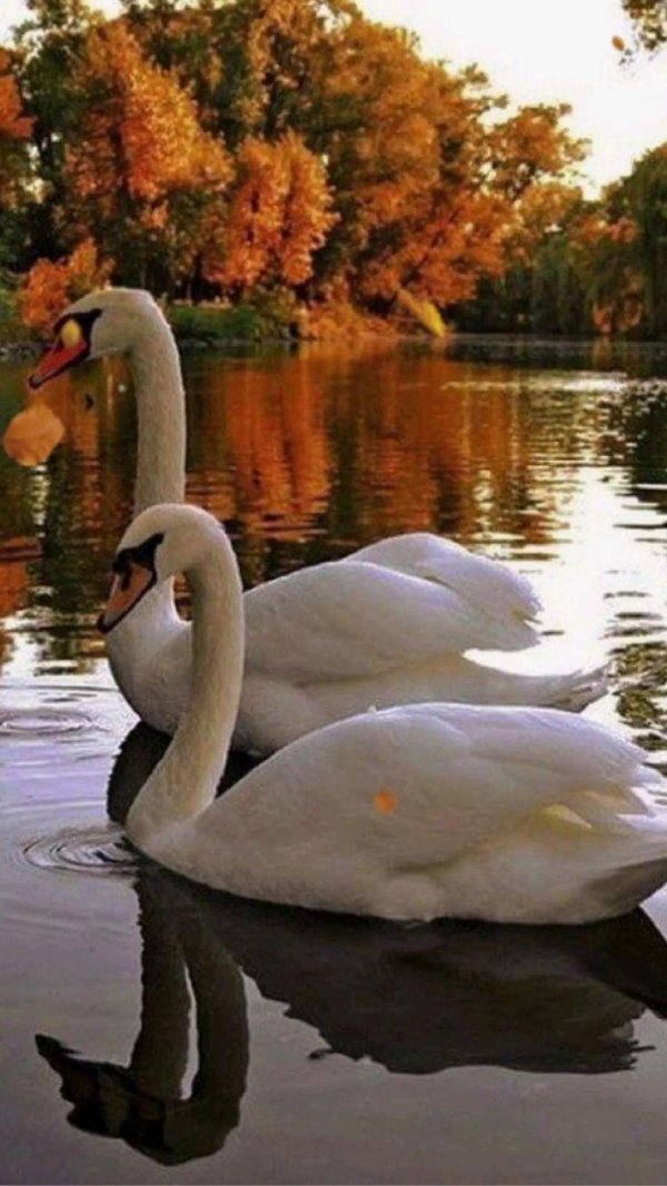 лебединое озеро белый лебедь