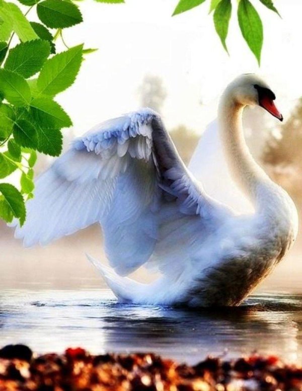 лебедь белая