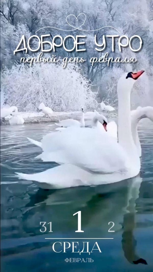 лебеди зимой