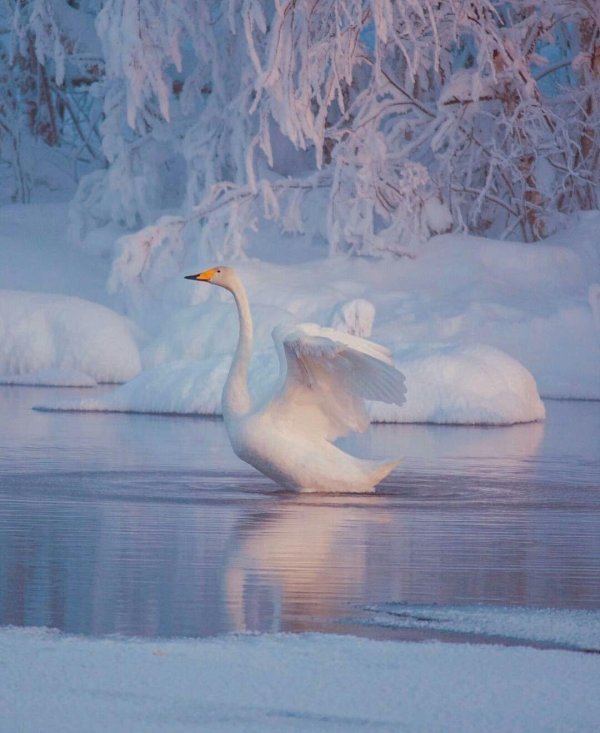 лебединый заказник алтайский край