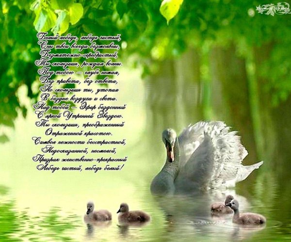 отражение птиц в воде