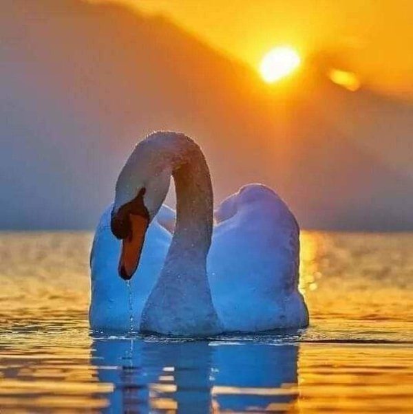 одинокий лебедь