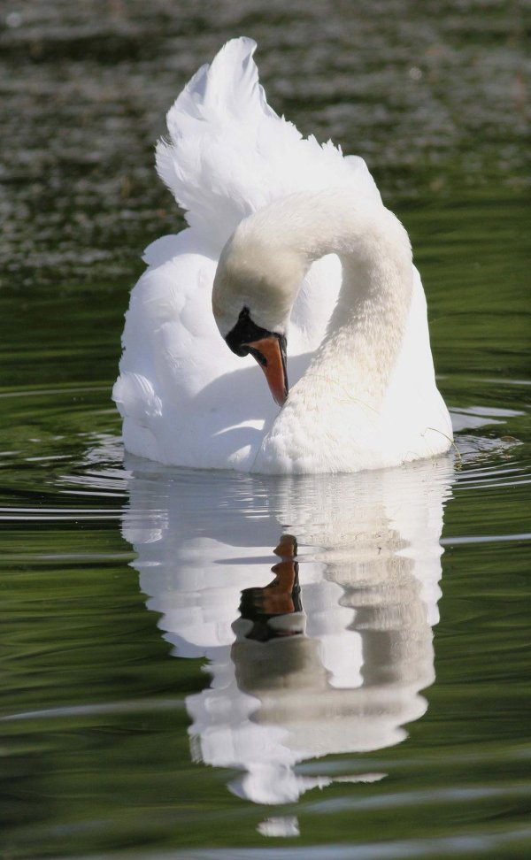 лебедьшипун клюв