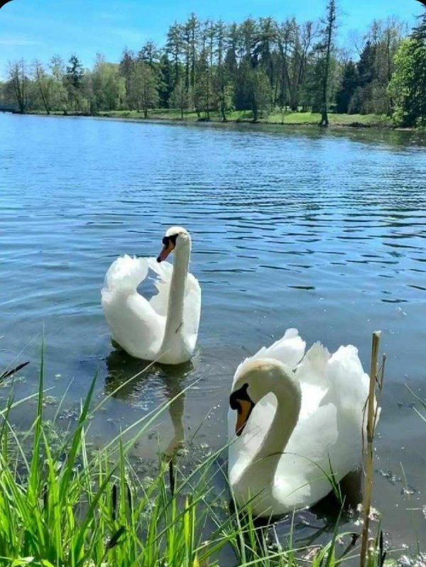 лебединый пруд елагин остров
