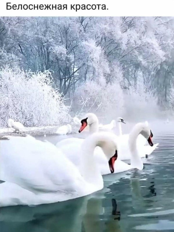 лебединая верность